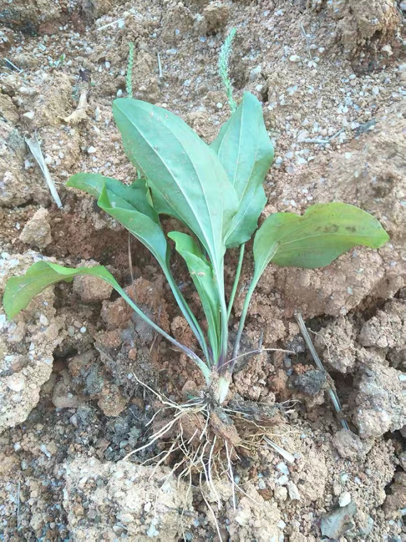 车前草苗车轮菜苗园林绿化盆栽盆景多年生植物药材苗