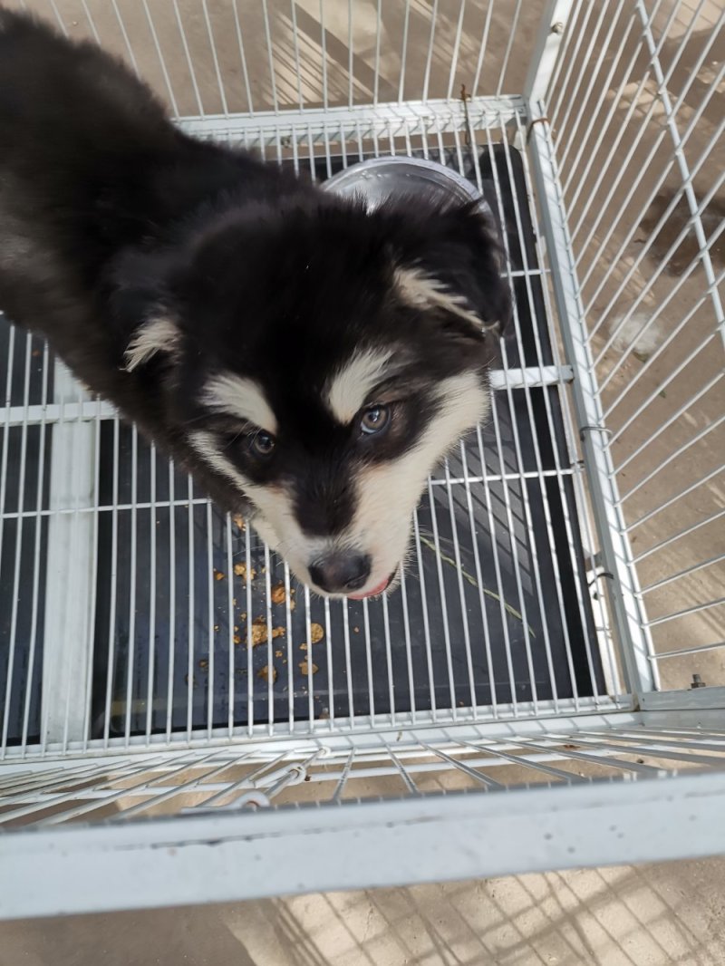 供应，宠物狗，二哈，金毛，德牧，博美，泰迪，黑狼，马犬，
