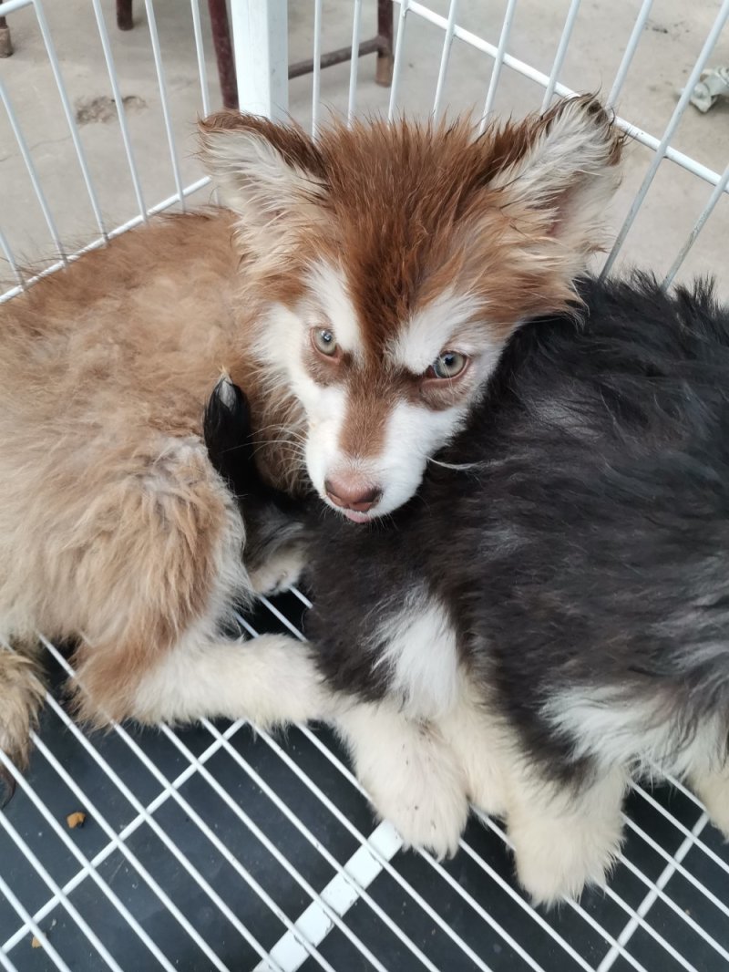 供应，宠物狗，二哈，金毛，德牧，博美，泰迪，黑狼，马犬，