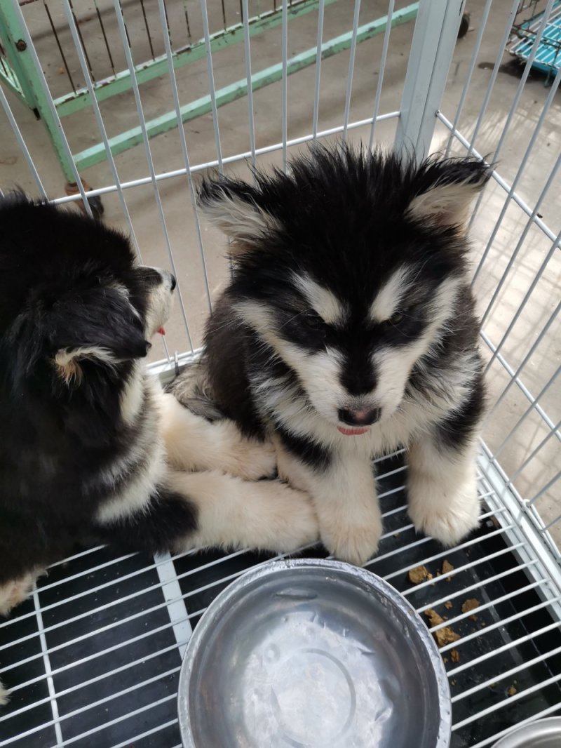 供应，宠物狗，二哈，金毛，德牧，博美，泰迪，黑狼，马犬，