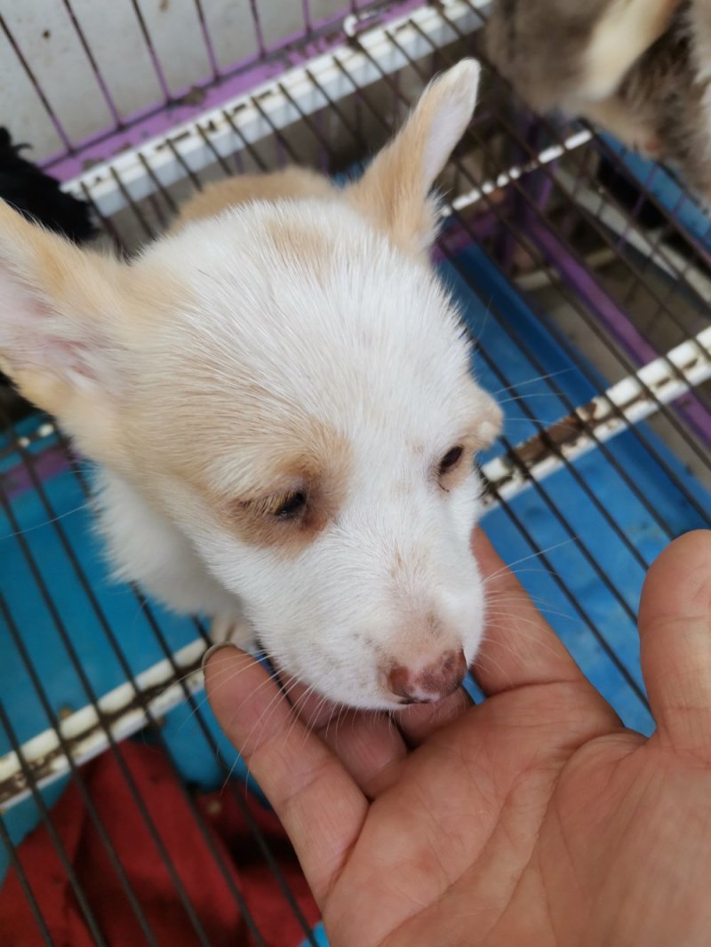 供应，宠物狗，二哈，金毛，德牧，博美，泰迪，黑狼，马犬，