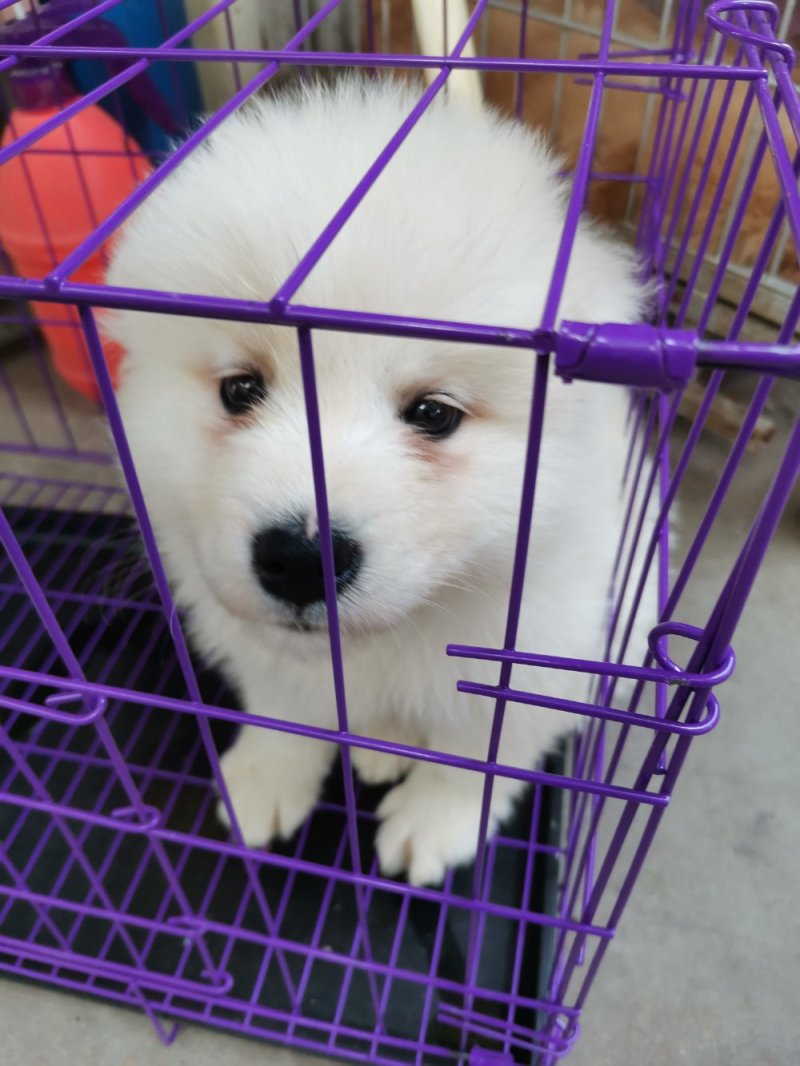 供应，宠物狗，二哈，金毛，德牧，博美，泰迪，黑狼，马犬，