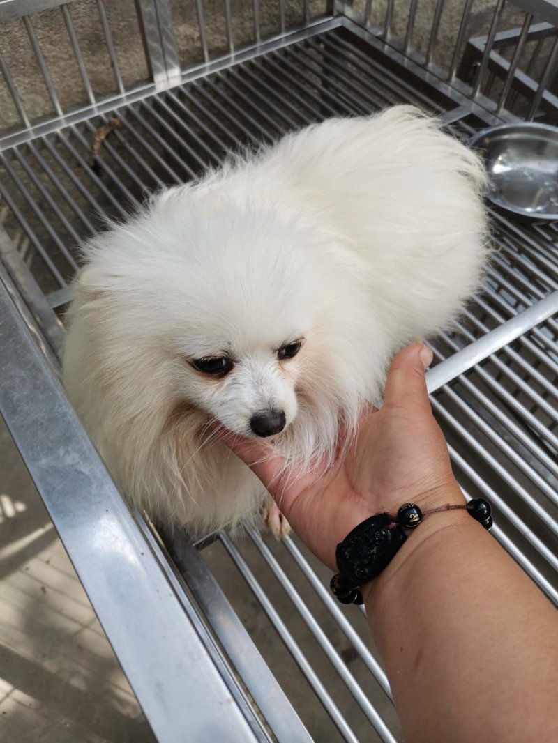 供应，宠物狗，二哈，金毛，德牧，博美，泰迪，黑狼，马犬，