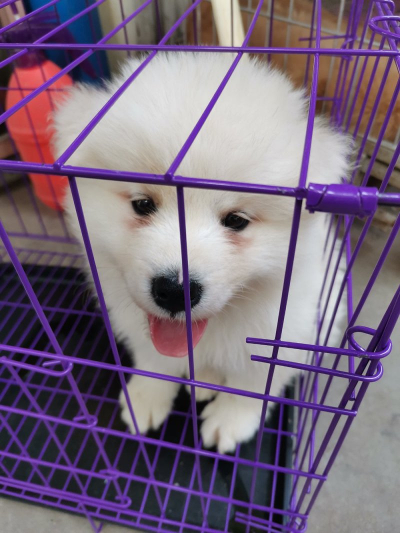 供应，宠物狗，二哈，金毛，德牧，博美，泰迪，黑狼，马犬，