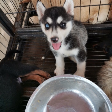 供应，宠物狗，二哈，金毛，德牧，博美，泰迪，黑狼，马犬，