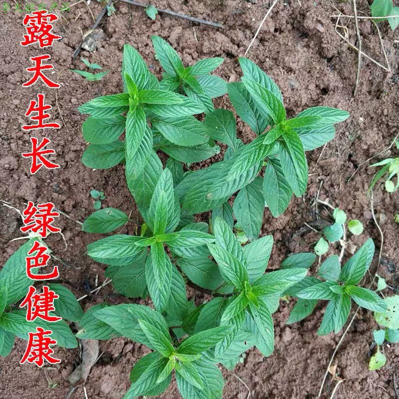 薄荷栽植盆栽迷迭香薄荷盆栽种植苗阳台室内叶迷防蚊四季