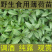 薄荷栽植盆栽迷迭香薄荷盆栽种植苗阳台室内叶迷防蚊四季