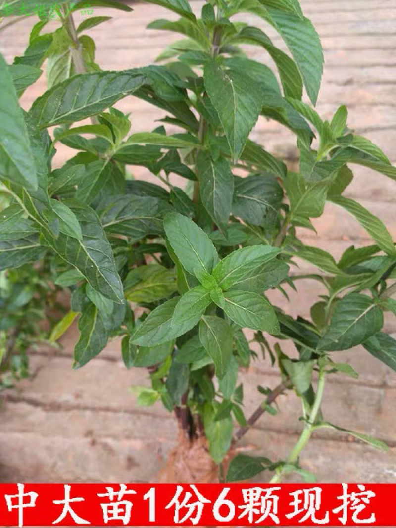 薄荷栽植盆栽迷迭香薄荷盆栽种植苗阳台室内叶迷防蚊四季