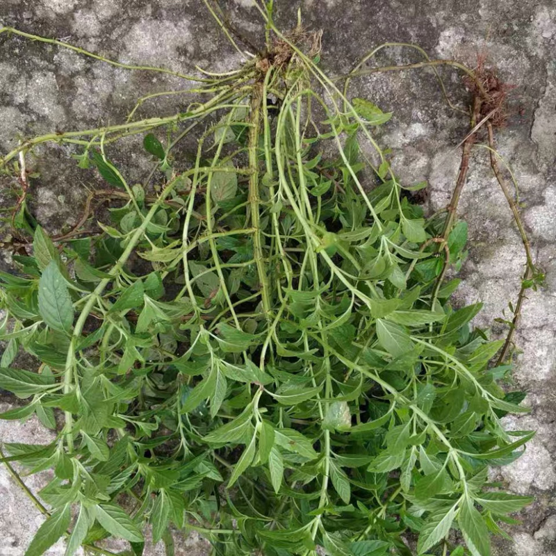 薄荷栽植盆栽迷迭香薄荷盆栽种植苗阳台室内叶迷防蚊四季