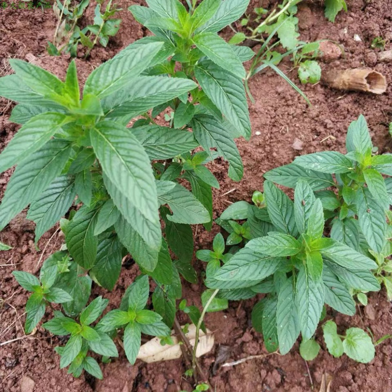 薄荷栽植盆栽迷迭香薄荷盆栽种植苗阳台室内叶迷防蚊四季