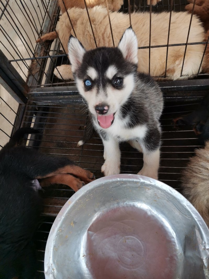 供应，马犬，黑狼，拉布拉多犬，金毛，二哈，卡斯罗，杜高，