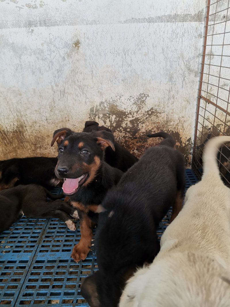 供应，马犬，黑狼，拉布拉多犬，金毛，二哈，卡斯罗，杜高，