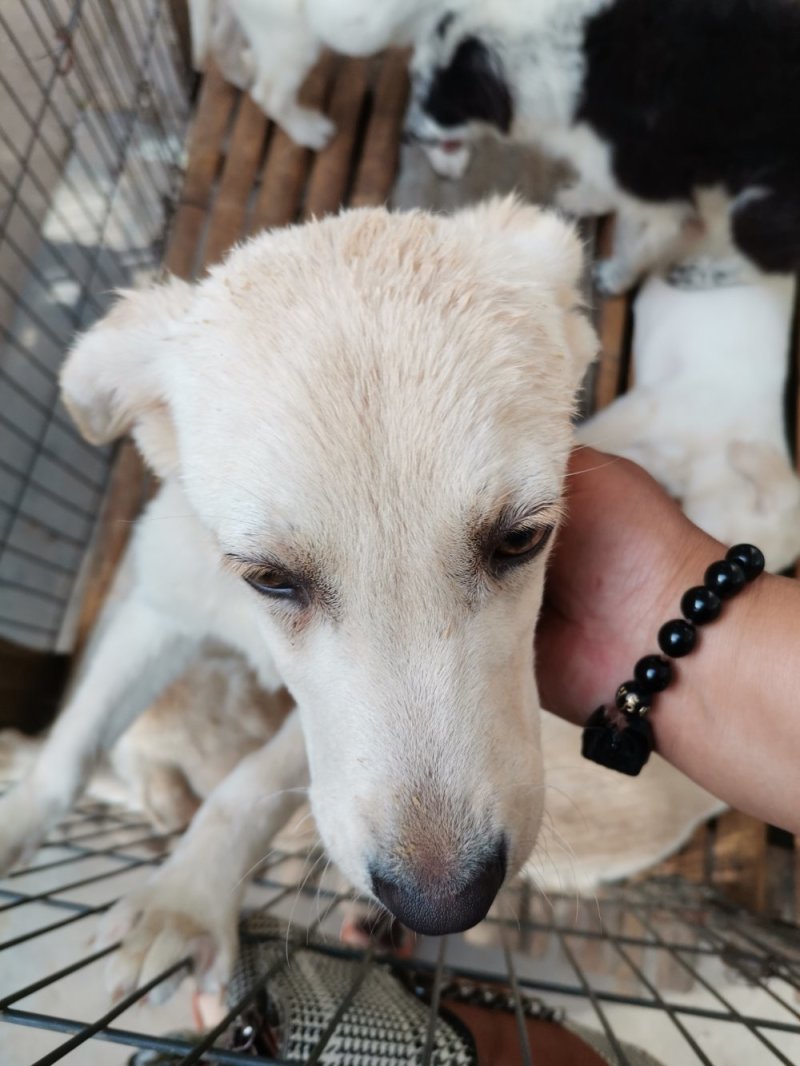供应，马犬，黑狼，拉布拉多犬，金毛，二哈，卡斯罗，杜高，