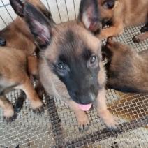 供应，马犬，黑狼，拉布拉多犬，金毛，二哈，卡斯罗，杜高，