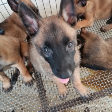 供应，马犬，黑狼，拉布拉多犬，金毛，二哈，卡斯罗，杜高，