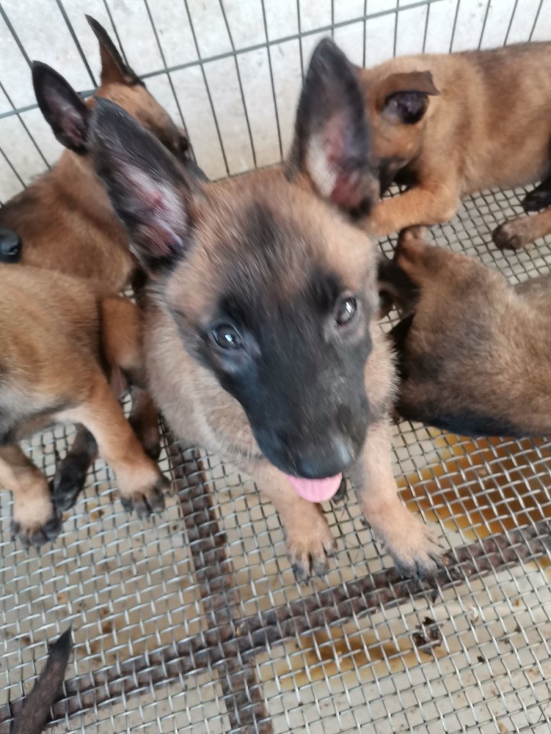 供应，马犬，黑狼，拉布拉多犬，金毛，二哈，卡斯罗，杜高，
