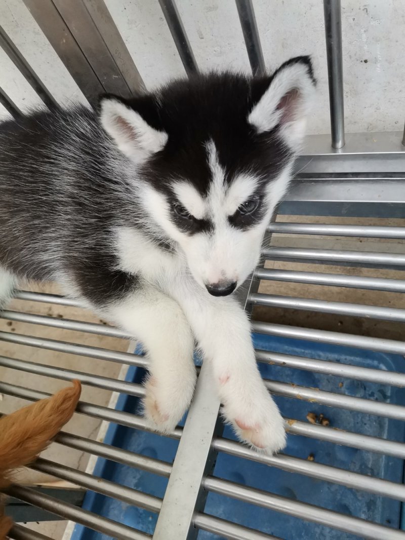 供应，马犬，黑狼，拉布拉多犬，金毛，二哈，卡斯罗，杜高，