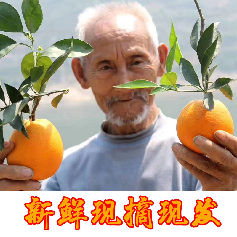 秭归夏橙