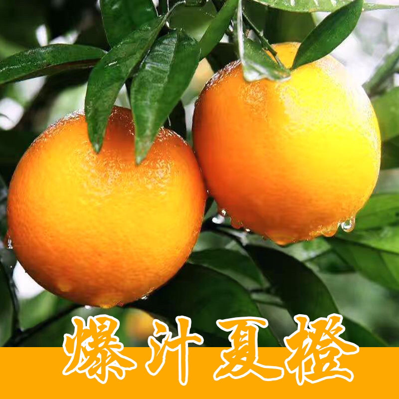 秭归夏橙