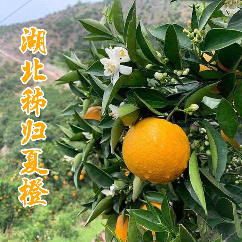 秭归夏橙