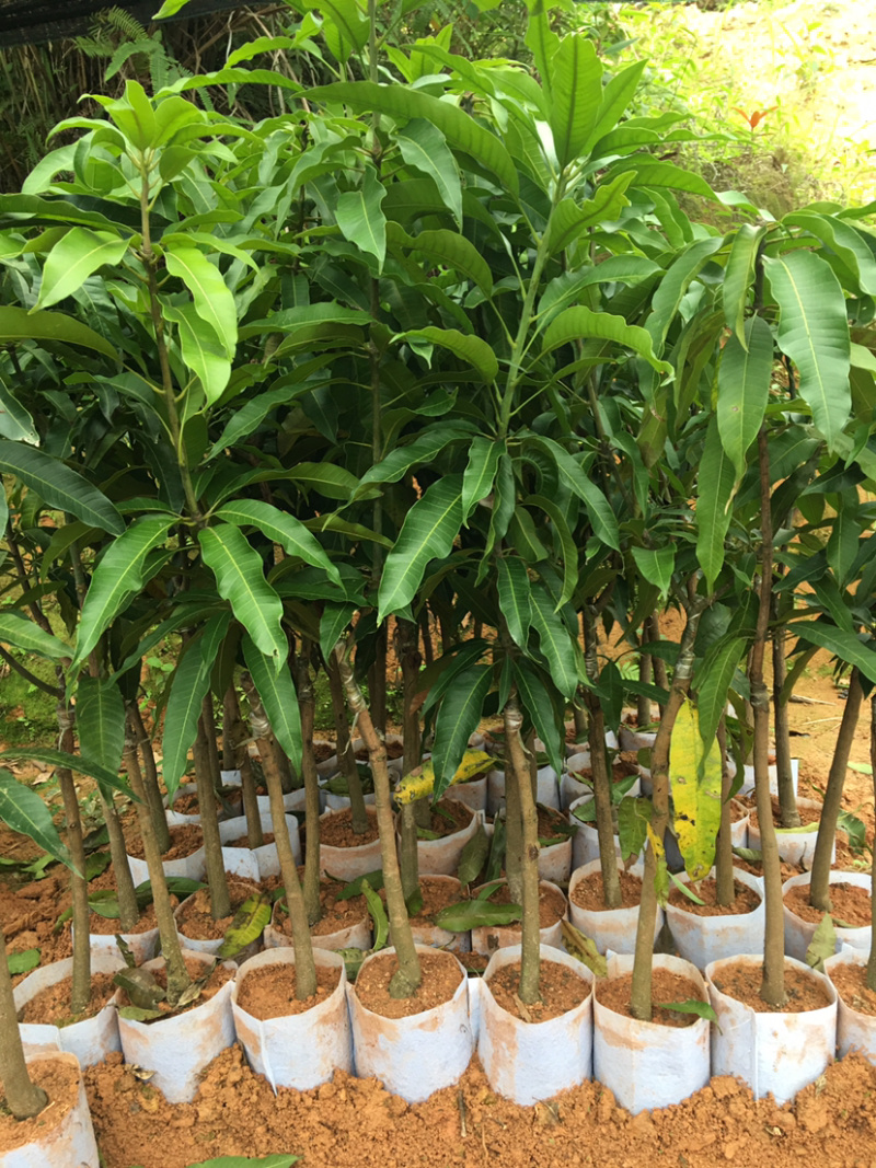 台农芒果苗，金煌芒果苗，四季芒果苗，贵妃芒果苗