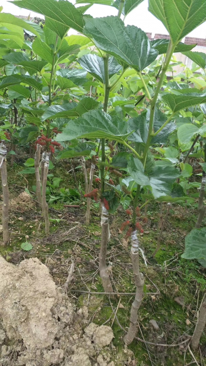 十大无仔果桑苗，长果桑苗，四季开花结果，当年种当年结果