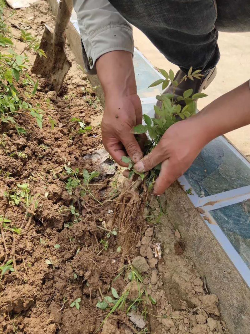 蔷薇苗蔷薇小苗爬墙梅苗爬藤植物高手包邮发货