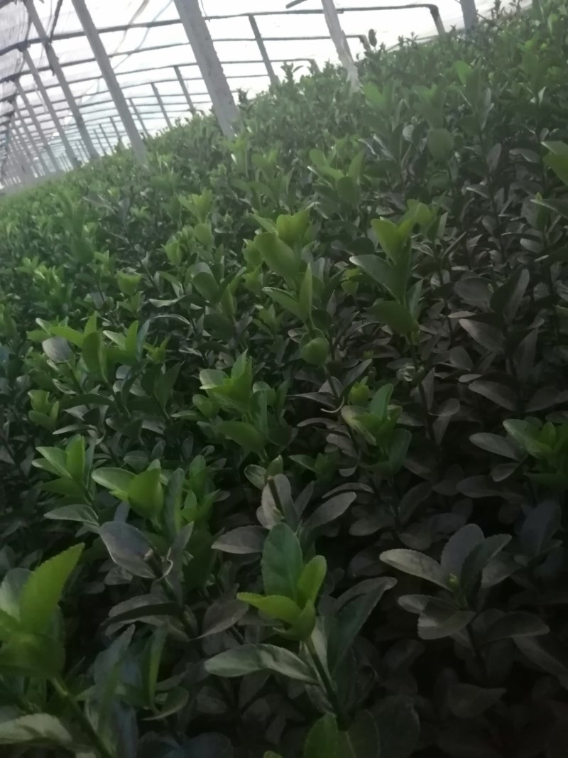 冬青工程苗50打底，精品绿化苗木，自己种植