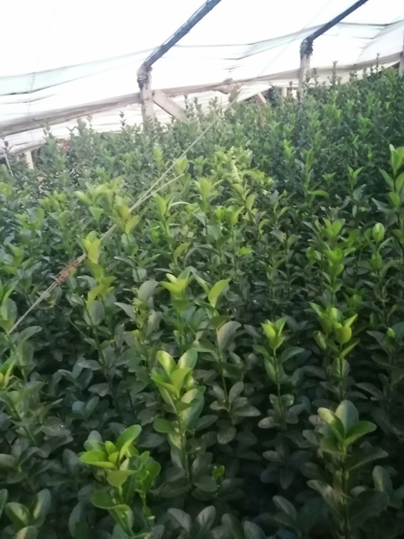 冬青工程苗50打底，精品绿化苗木，自己种植