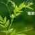 张家界莓茶