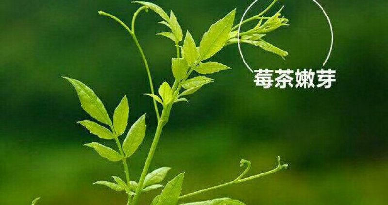 张家界莓茶