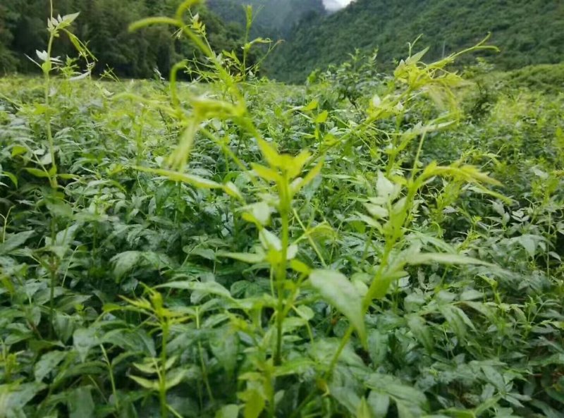 张家界莓茶