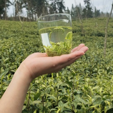 张家界莓茶
