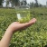 张家界莓茶