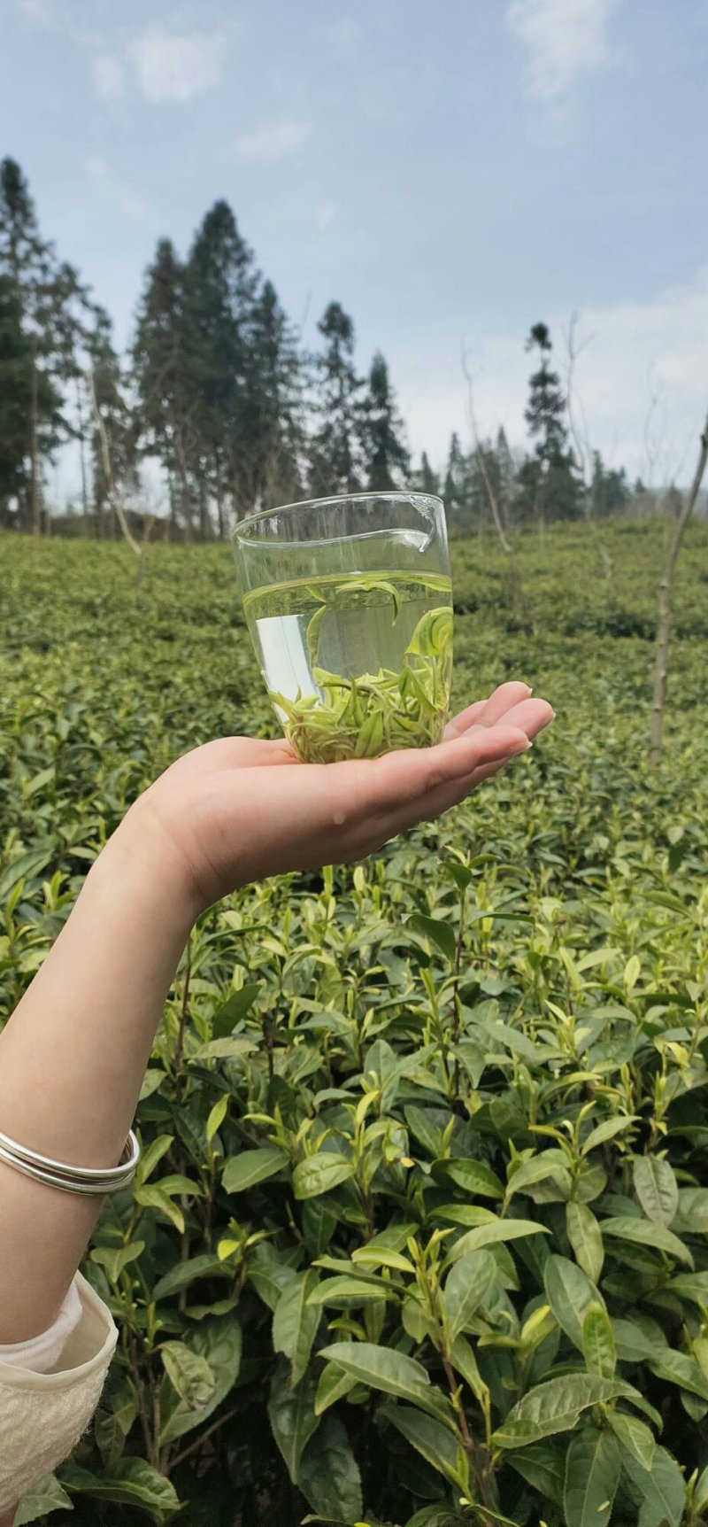 张家界莓茶