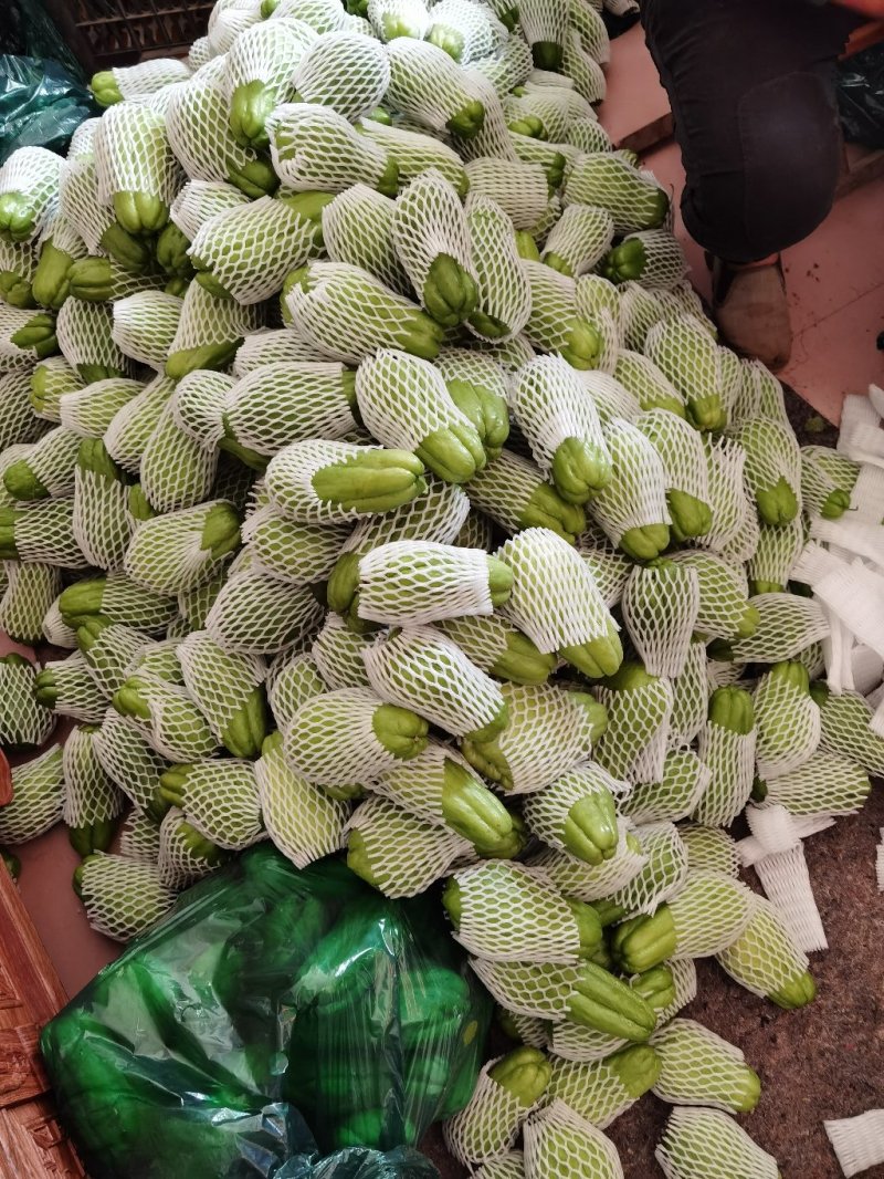 佛手瓜，，依着自己种自己销，我们有自己的合作社。