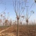 栾树.一手货源自家苗圃绿化种植大量批发