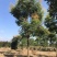栾树.一手货源自家苗圃绿化种植大量批发