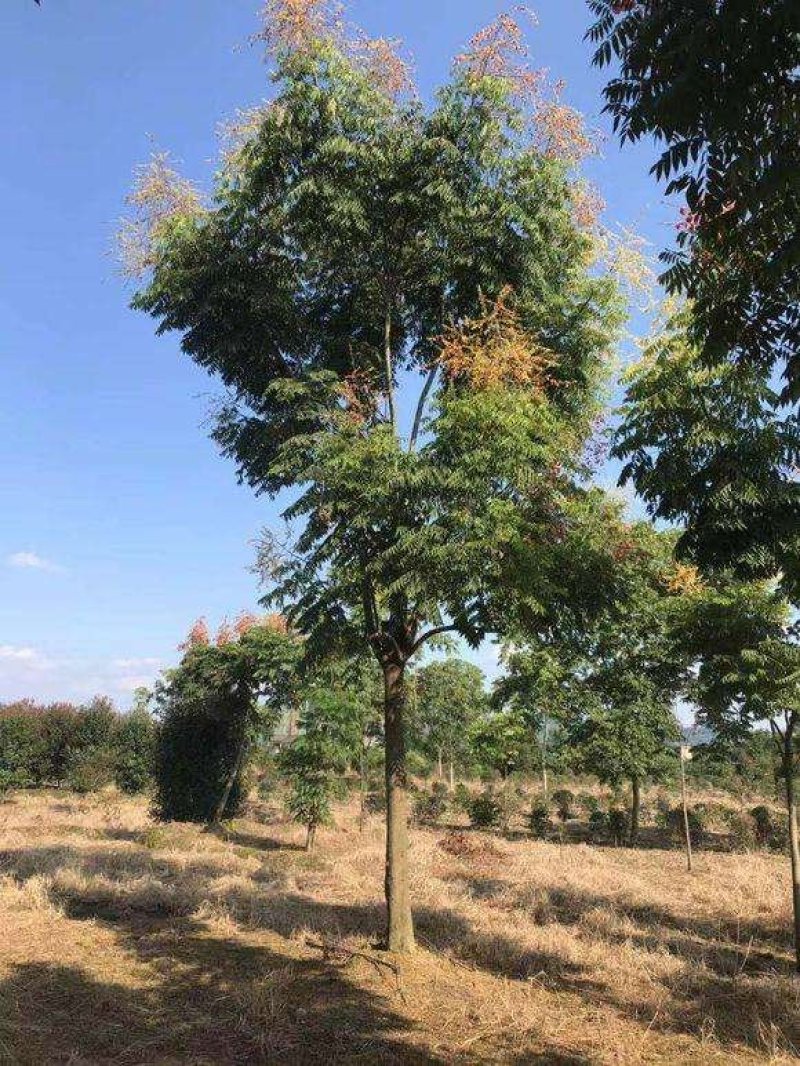 栾树.一手货源自家苗圃绿化种植大量批发