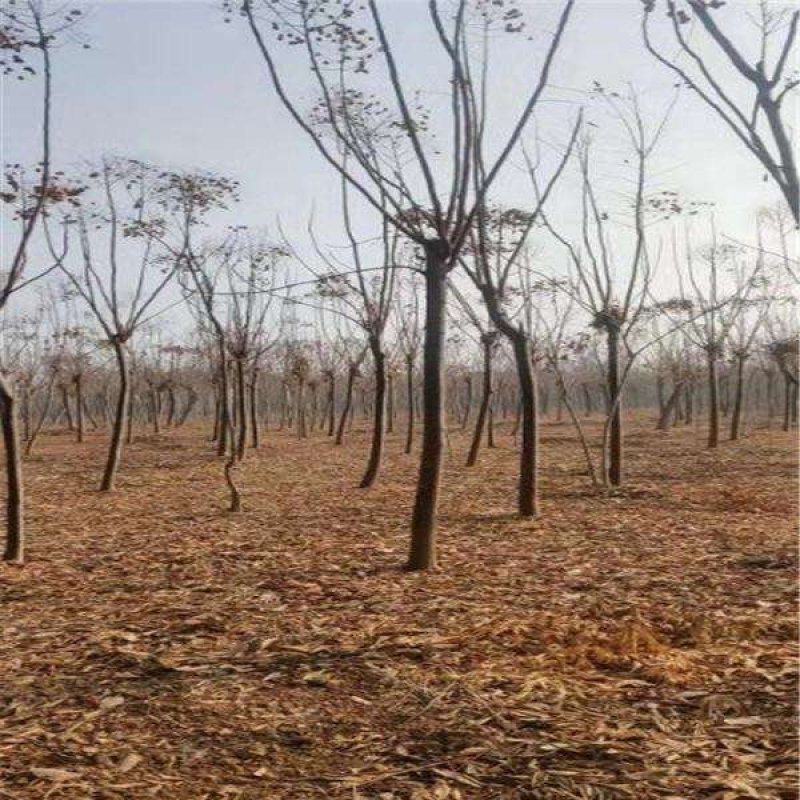 栾树.一手货源自家苗圃绿化种植大量批发