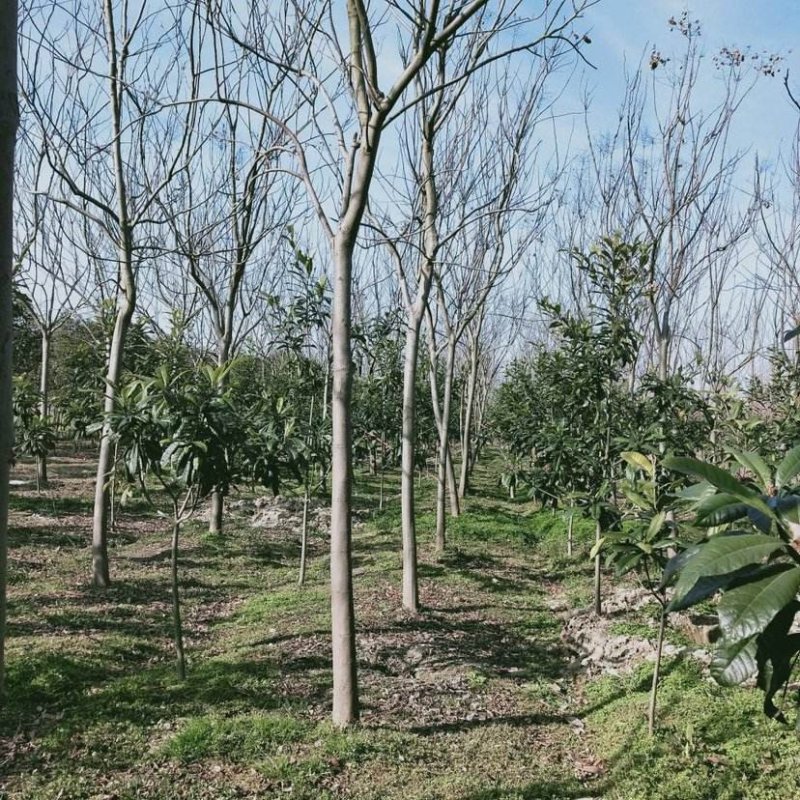 栾树.一手货源自家苗圃绿化种植大量批发