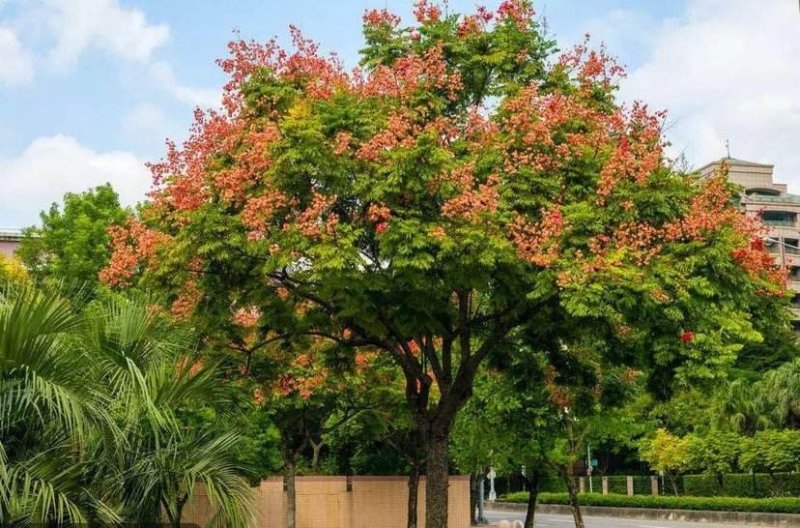 栾树.一手货源自家苗圃绿化种植大量批发