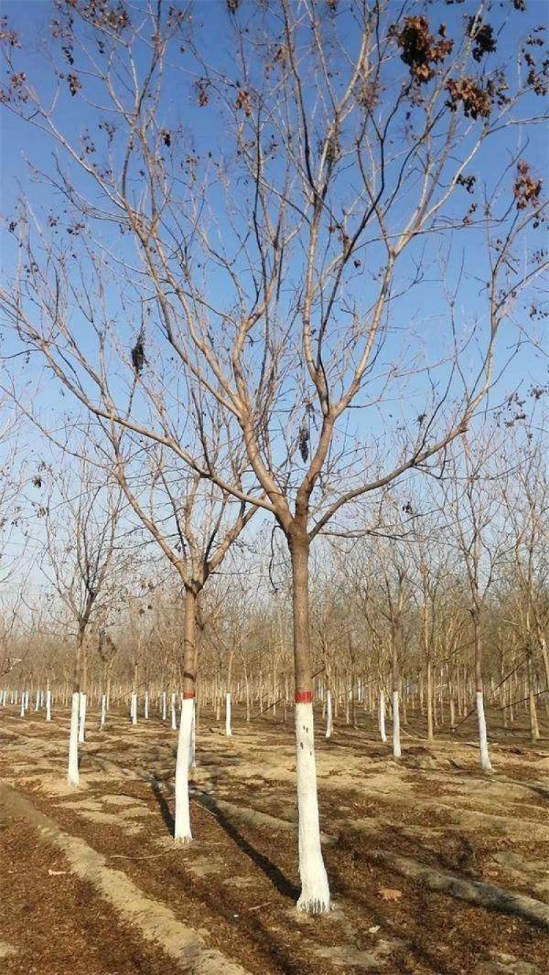 栾树.一手货源自家苗圃绿化种植大量批发