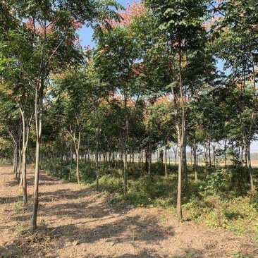 栾树.一手货源自家苗圃绿化种植大量批发