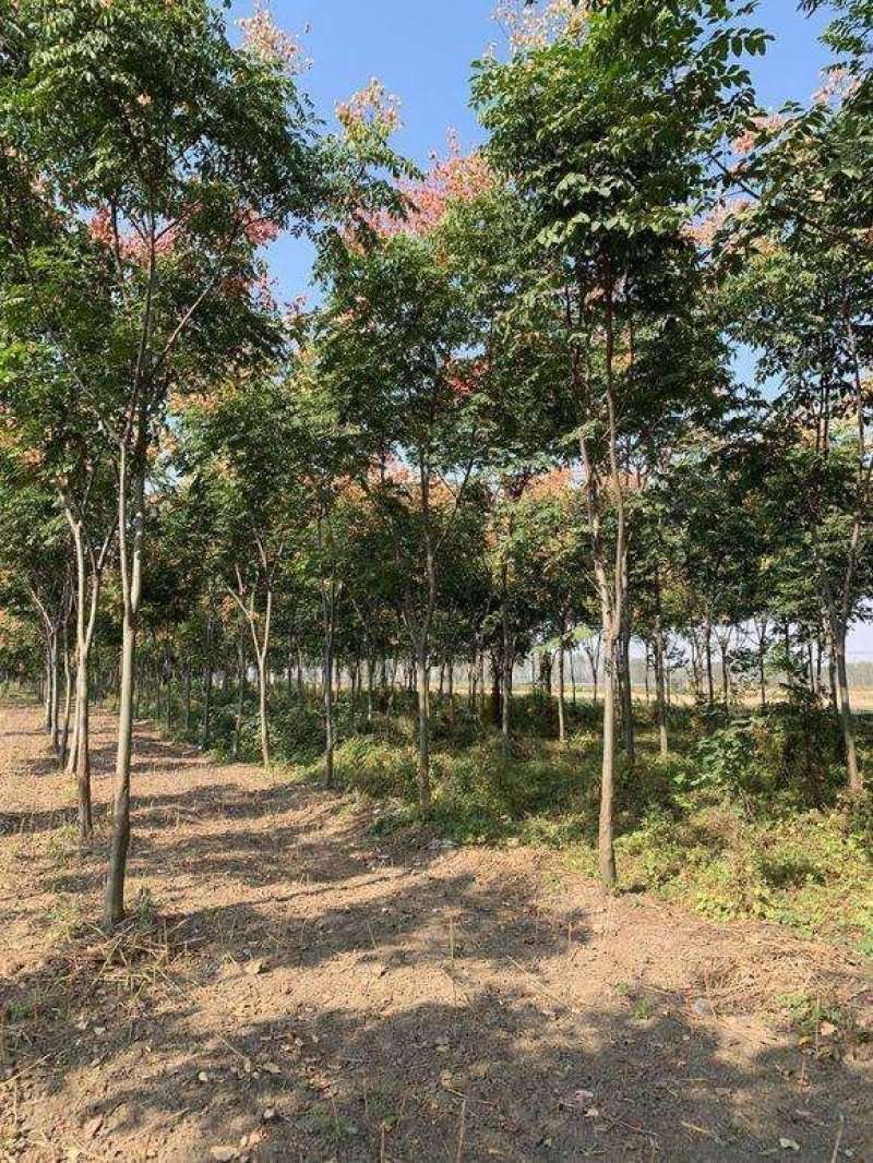 栾树.一手货源自家苗圃绿化种植大量批发