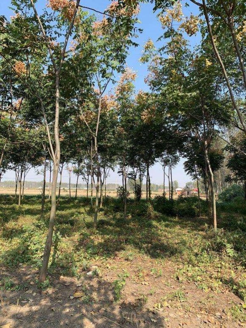 栾树.一手货源自家苗圃绿化种植大量批发