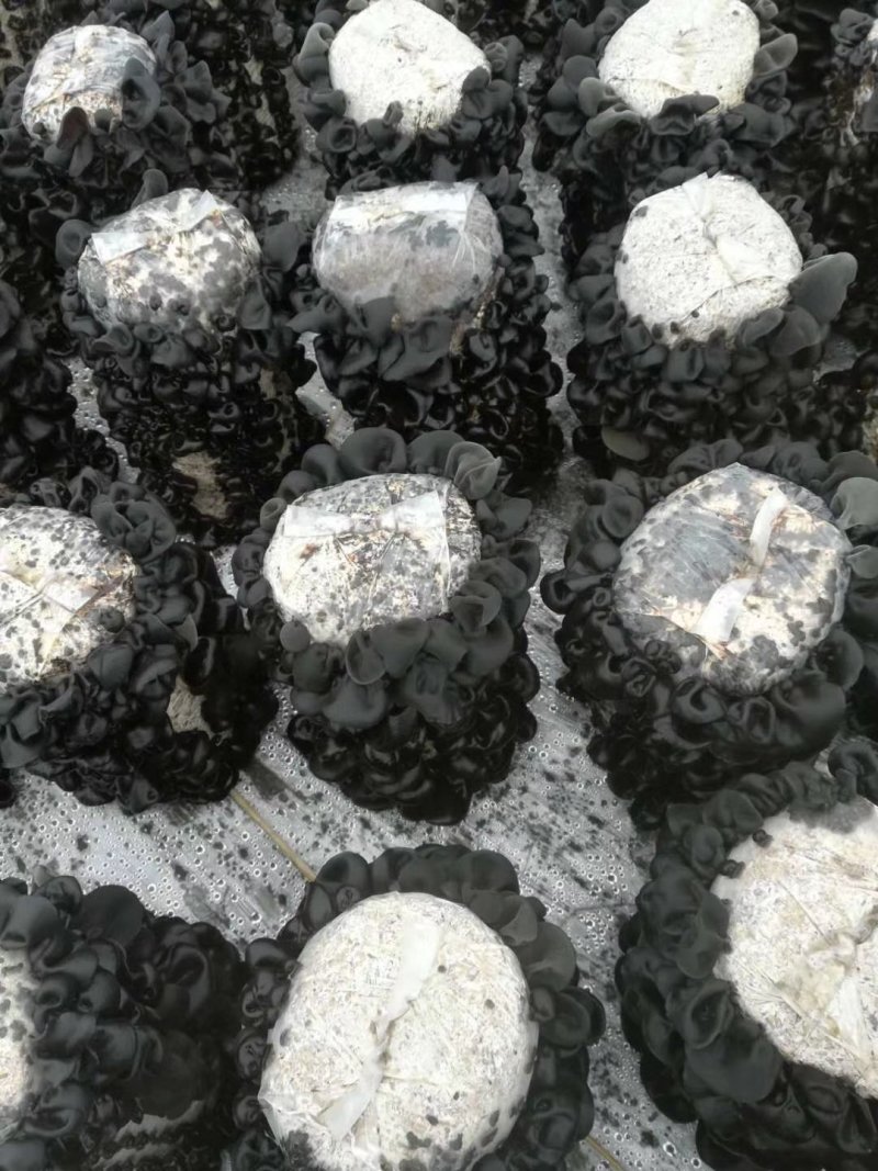 东北水发木耳，小碗耳，老鼠耳，木耳火锅木耳，超市用木耳