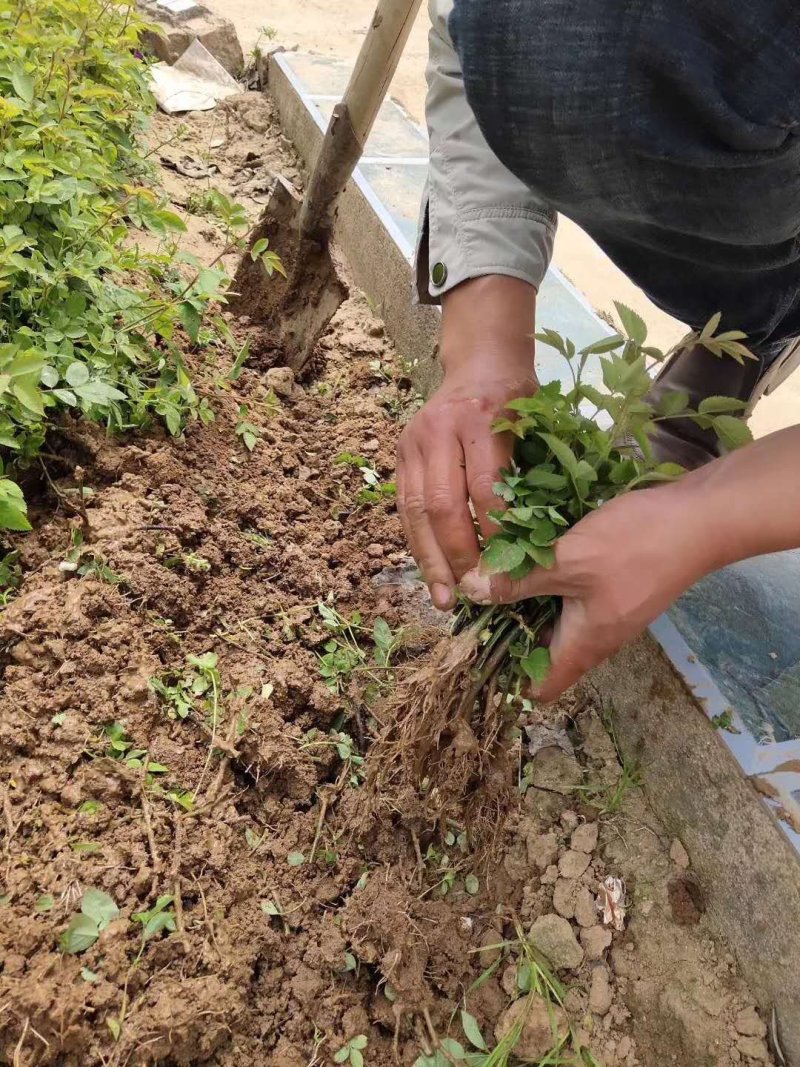 蔷薇苗藤本大花浓香庭院爬藤植物花卉盆栽阳台玫瑰爬墙四季