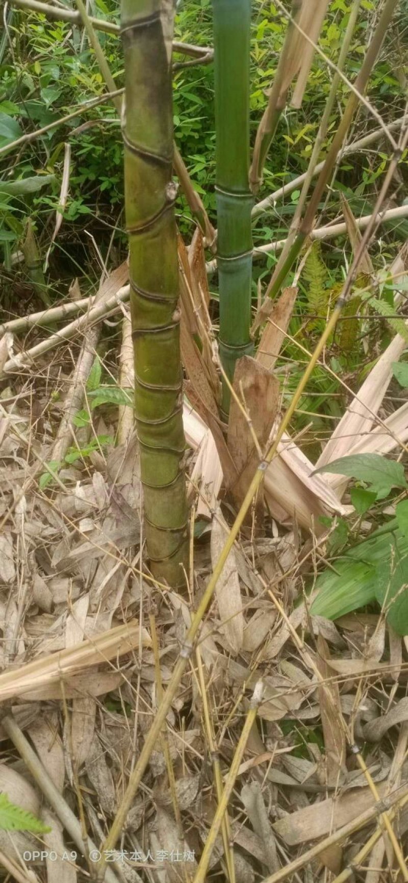 罗汉竹