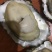 生蚝批发